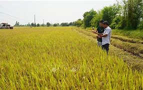 Công Ty Tnhh Liên Kết Nông Dân